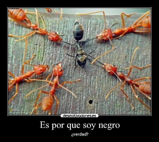 Es por que soy negro - ¿verdad?