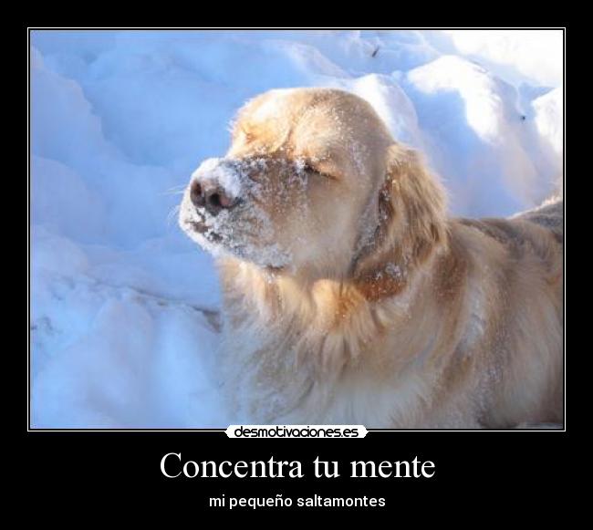 carteles mente perro concentra nieve desmotivaciones