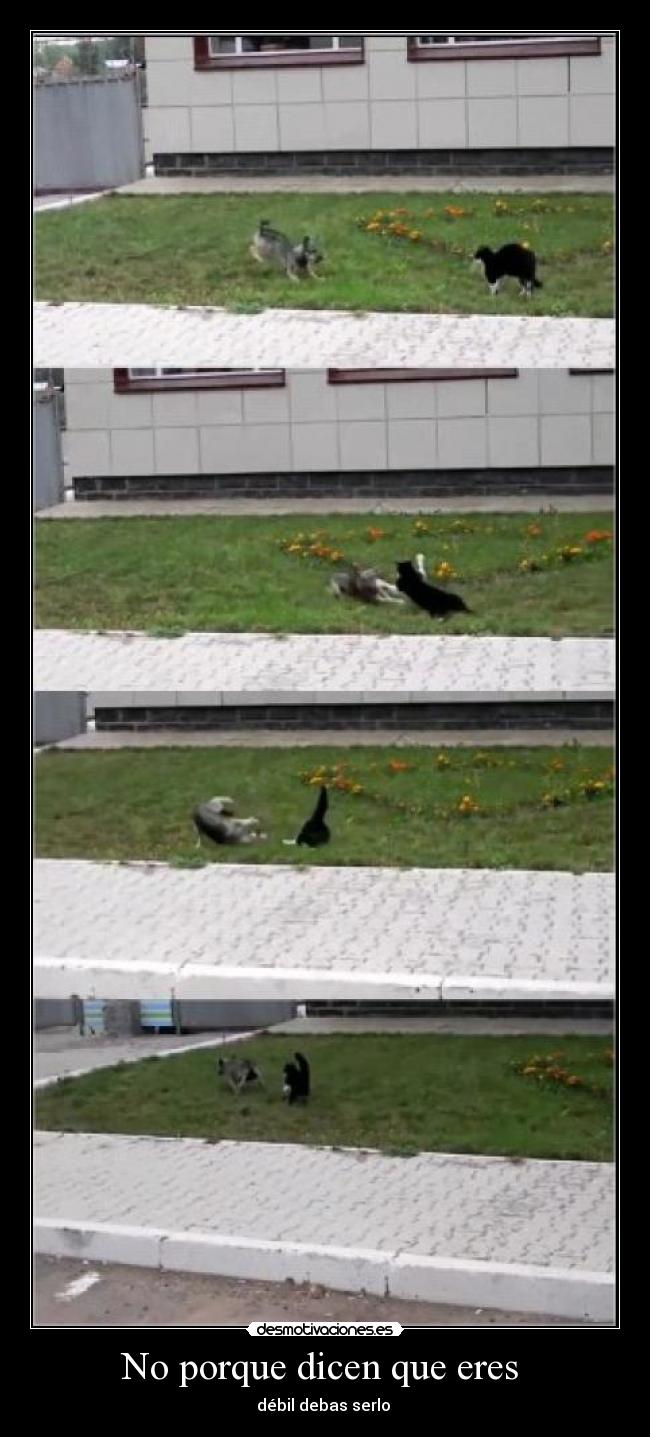 No porque dicen que eres  - 