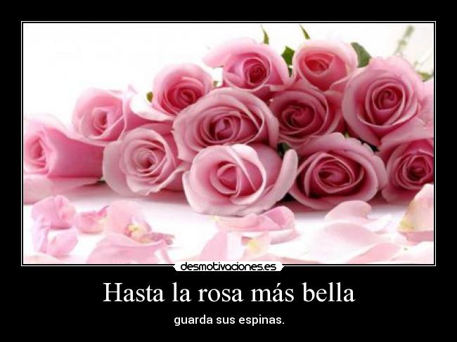 Hasta la rosa más bella -