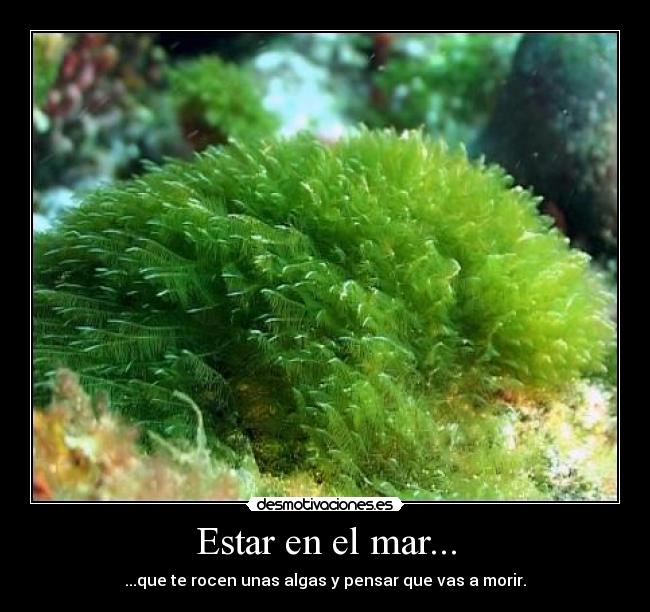 Estar en el mar... -