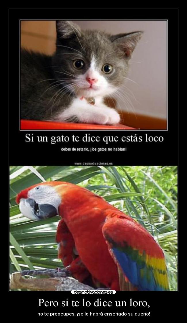 Pero si te lo dice un loro, -