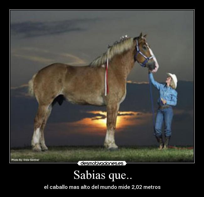 Sabias que.. - el caballo mas alto del mundo mide 2,02 metros