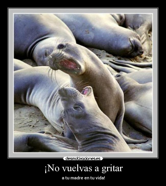 ¡No vuelvas a gritar - 