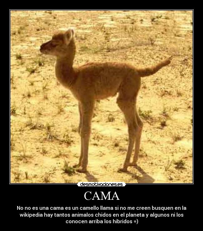 CAMA - No no es una cama es un camello llama si no me creen busquen en la
wikipedia hay tantos animalos chidos en el planeta y algunos ni los
conocen arriba los hibridos =)