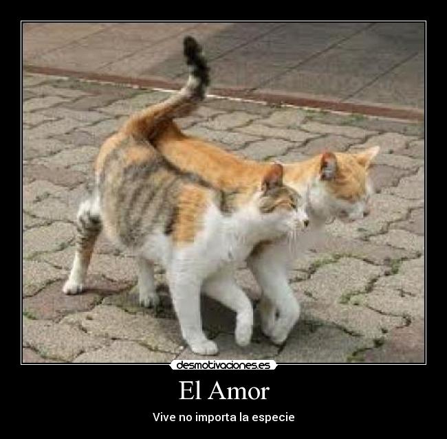 El Amor -