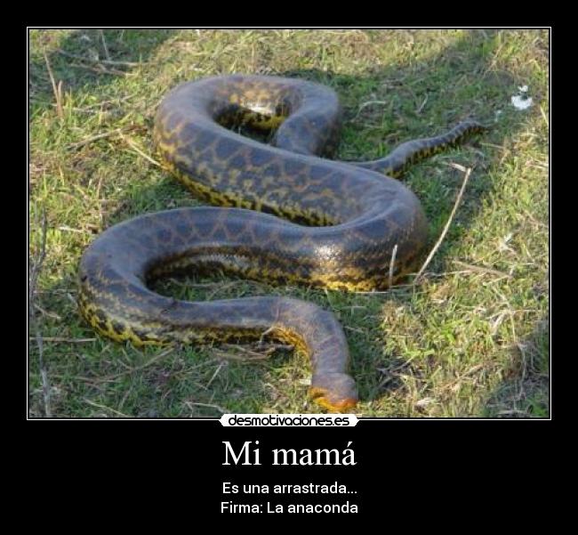 Mi mamá - Es una arrastrada...
Firma: La anaconda