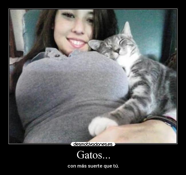 Gatos... - con más suerte que tú.