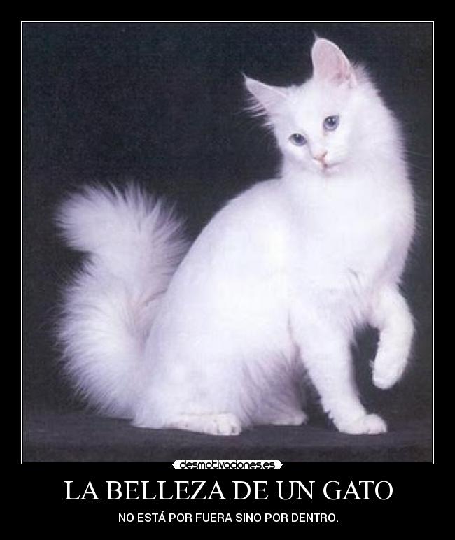 LA BELLEZA DE UN GATO - NO ESTÁ POR FUERA SINO POR DENTRO.