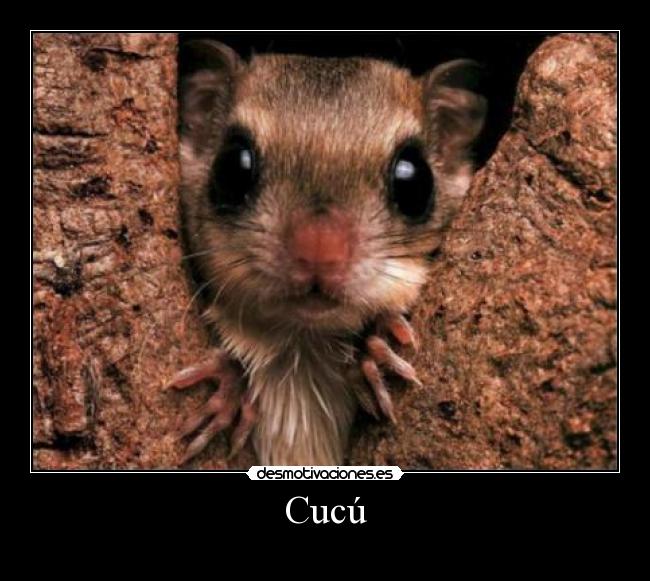 Cucú -