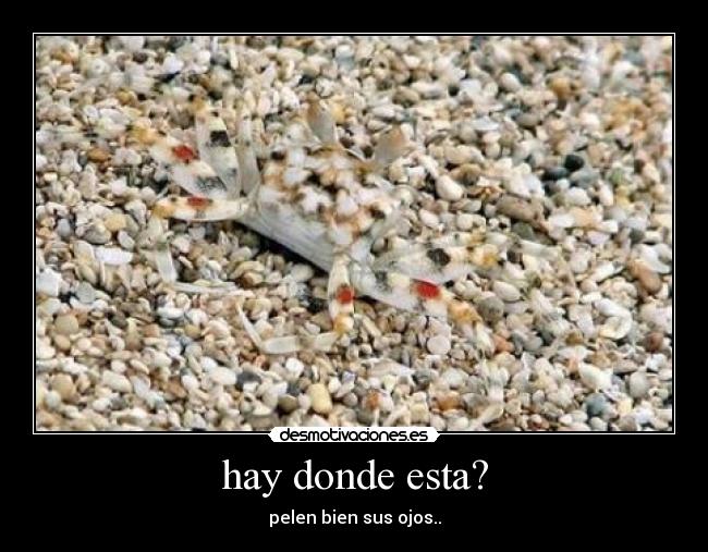 hay donde esta? - pelen bien sus ojos..