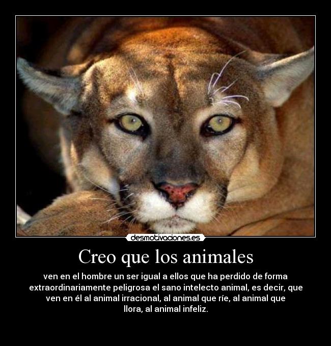 Creo que los animales - ven en el hombre un ser igual a ellos que ha perdido de forma
extraordinariamente peligrosa el sano intelecto animal, es decir, que
ven en él al animal irracional, al animal que ríe, al animal que
llora, al animal infeliz.