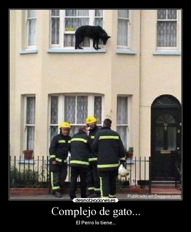 Complejo de gato... - 