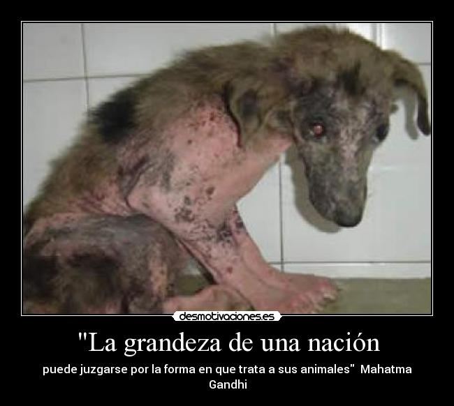 La grandeza de una nación - puede juzgarse por la forma en que trata a sus animales Mahatma Gandhi