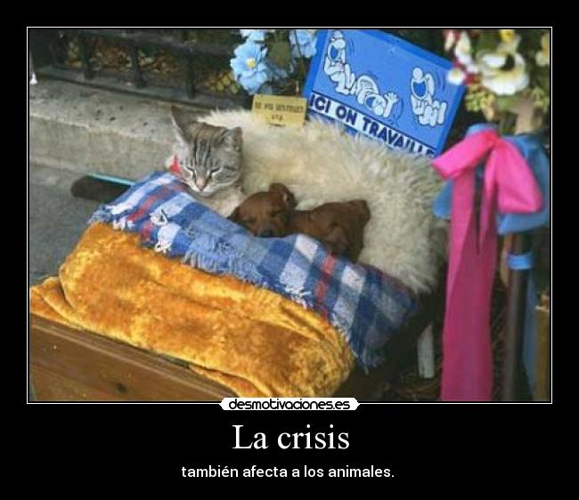 La crisis - también afecta a los animales.