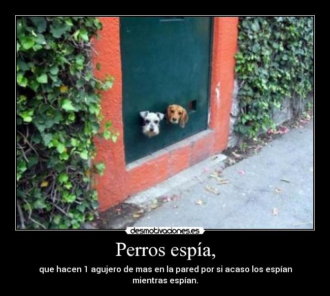 Perros espía, -