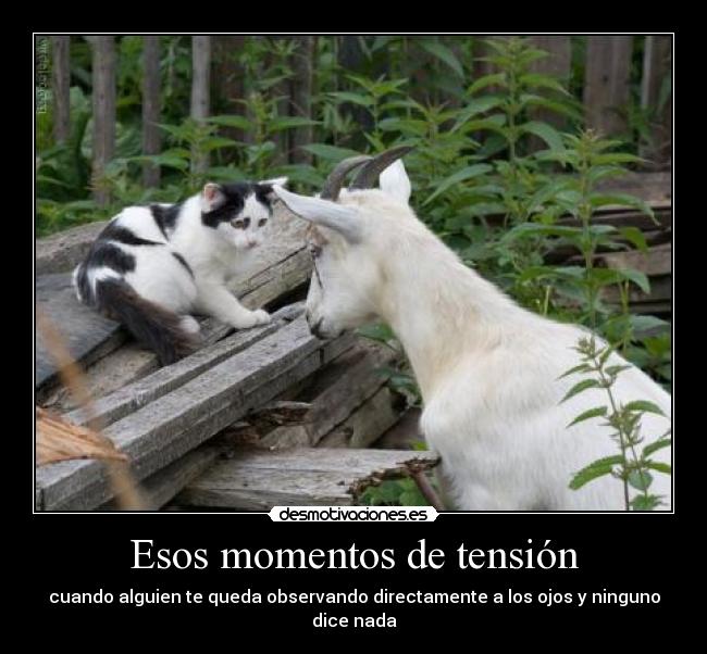 carteles ver ojos observar animales cabra gato desmotivaciones