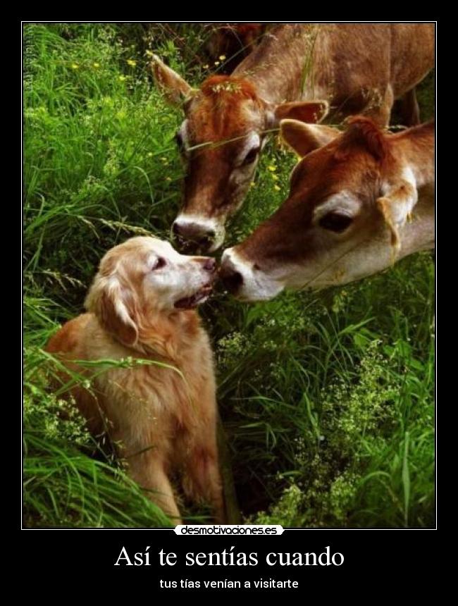 carteles tias vacas animales perro lengua beso desmotivaciones