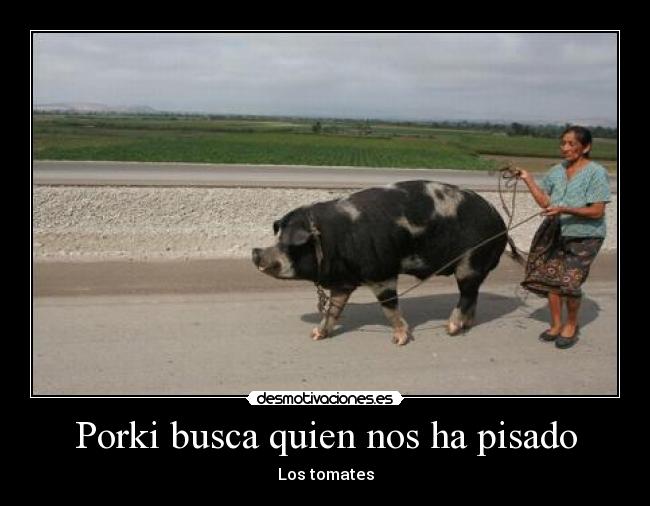 Porki busca quien nos ha pisado - Los tomates