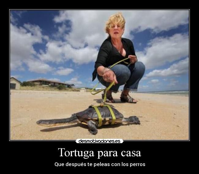 Tortuga para casa - Que después te peleas con los perros