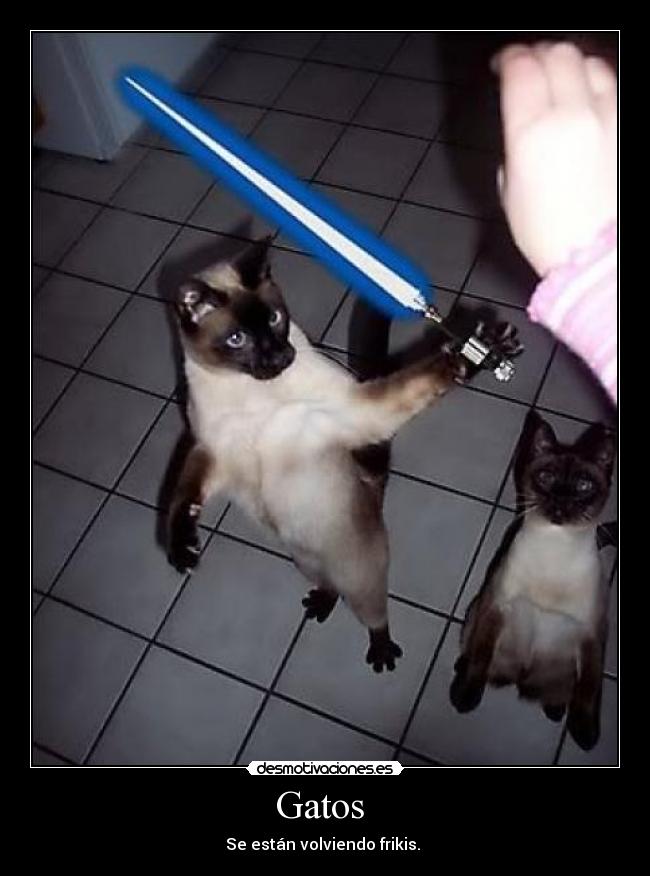 Gatos -