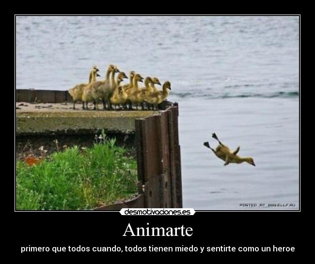 Animarte - 