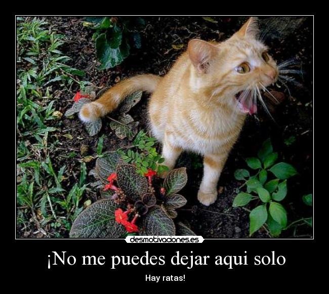 carteles gato desmotivaciones