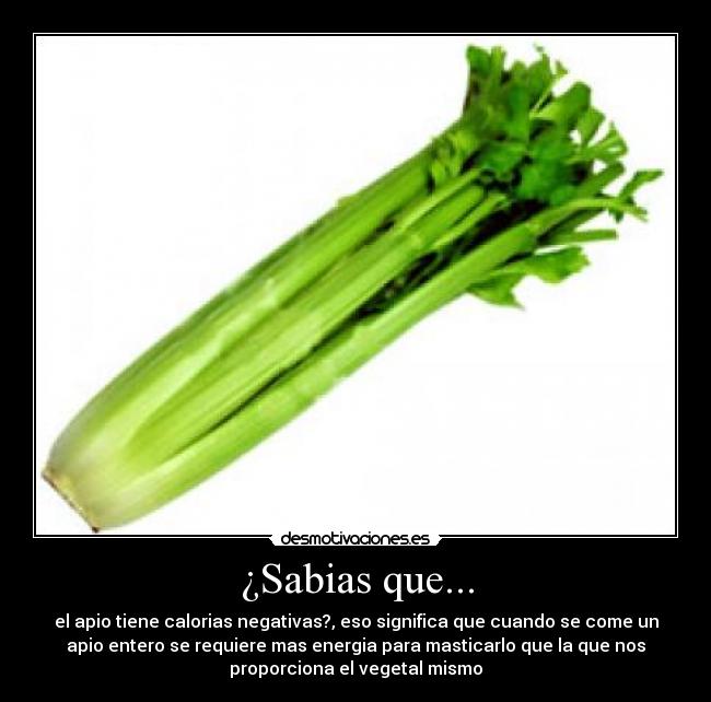 ¿Sabias que... - el apio tiene calorias negativas?, eso significa que cuando se come un
apio entero se requiere mas energia para masticarlo que la que nos
proporciona el vegetal mismo