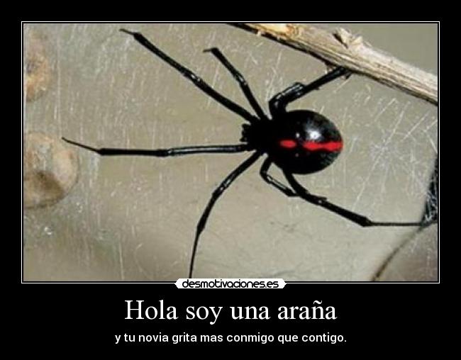 Hola soy una araña -