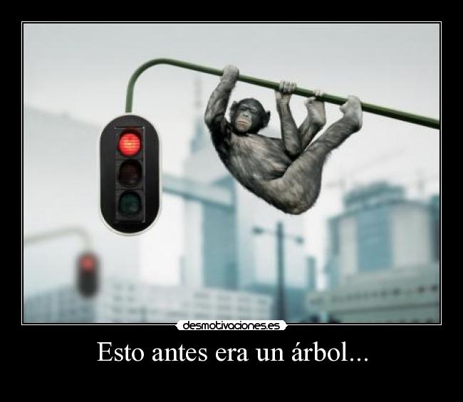 Esto antes era un árbol... - 