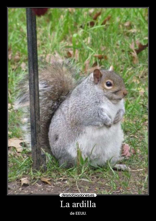 La ardilla -