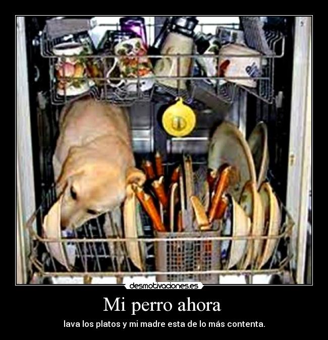 Mi perro ahora - lava los platos y mi madre esta de lo más contenta.