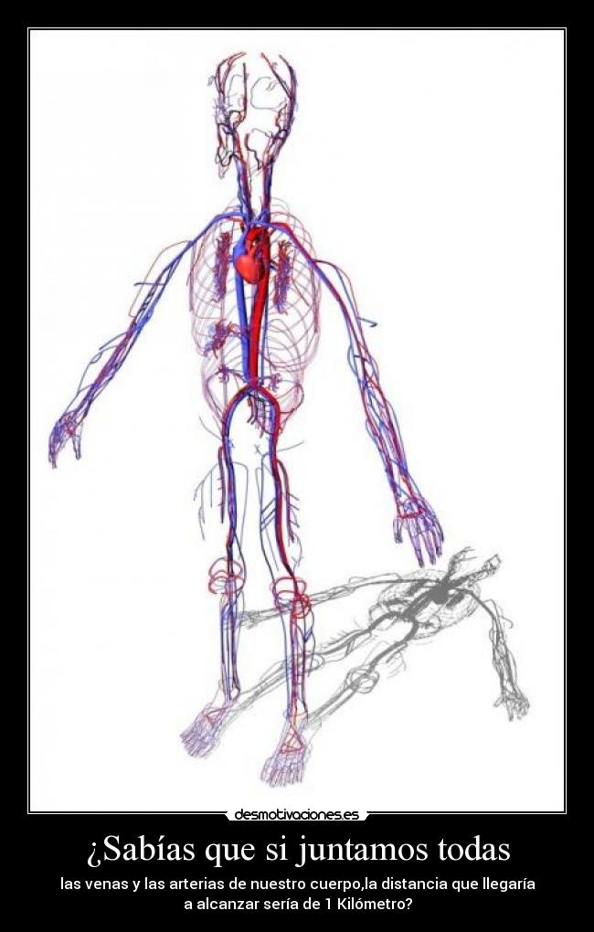 ¿Sabías que si juntamos todas - las venas y las arterias de nuestro cuerpo,la distancia que llegaría
a alcanzar sería de 1 Kilómetro?