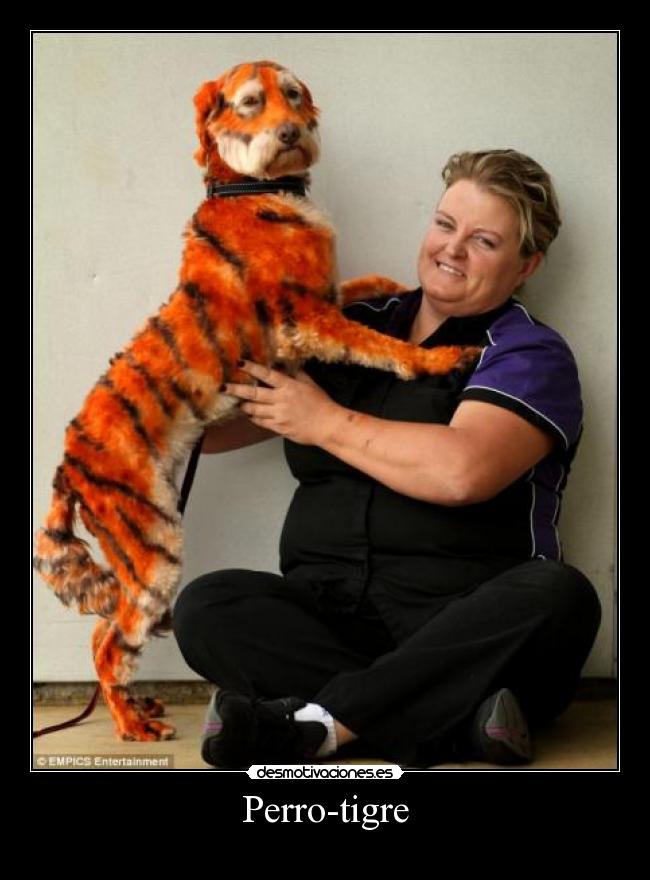 Perro-tigre -