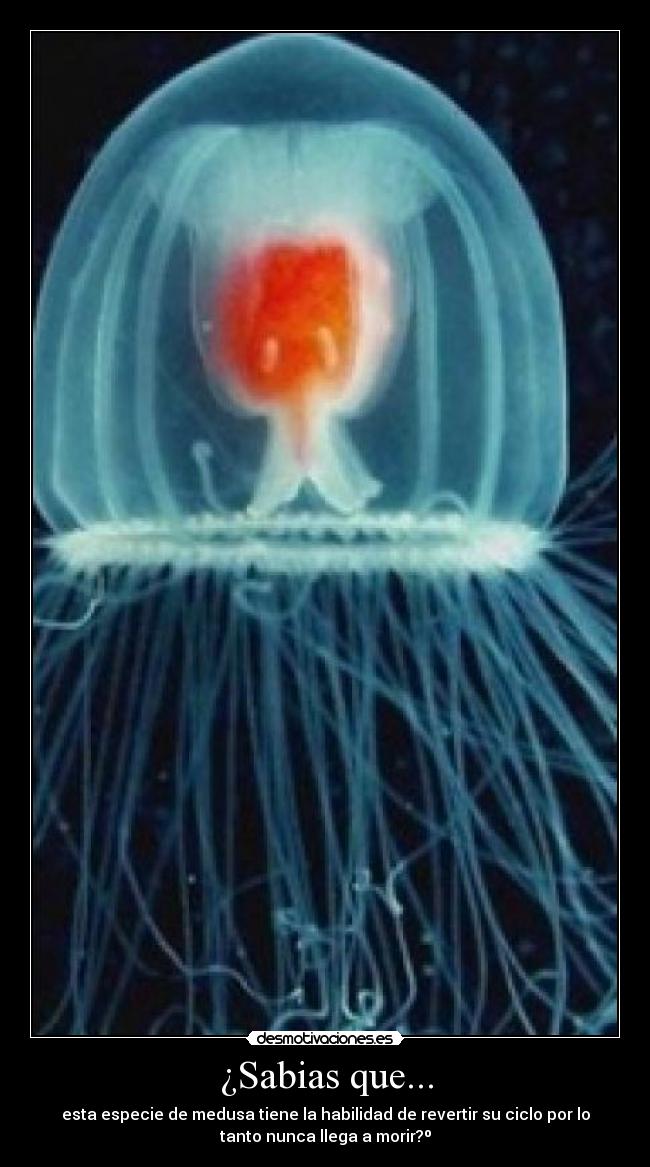 ¿Sabias que... - esta especie de medusa tiene la habilidad de revertir su ciclo por lo
tanto nunca llega a morir?º