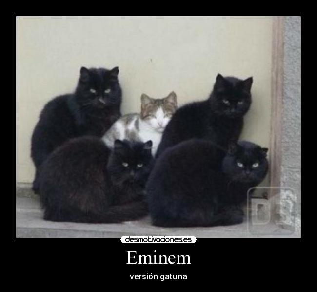 Eminem - versión gatuna