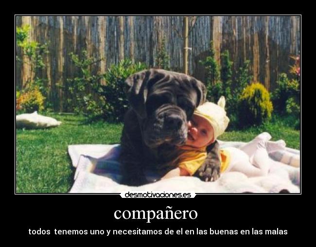 compañero  - todos  tenemos uno y necesitamos de el en las buenas en las malas