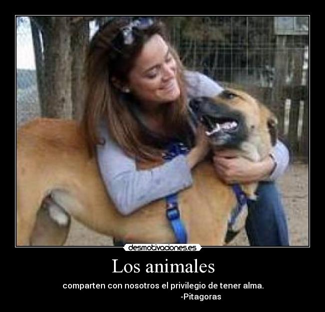 Los animales - comparten con nosotros el privilegio de tener alma.
-Pitagoras