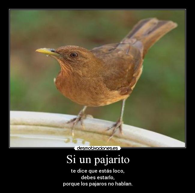 Si un pajarito - 