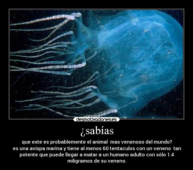 ¿sabías - 