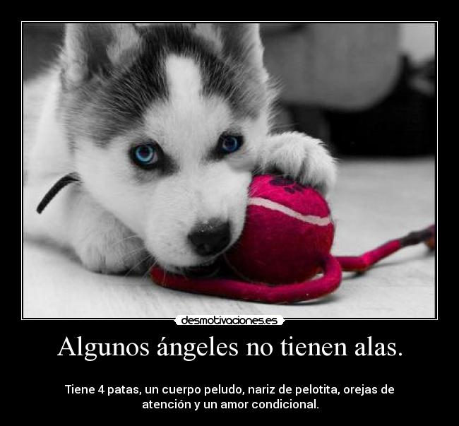 Algunos ángeles no tienen alas. -
Tiene 4 patas, un cuerpo peludo, nariz de pelotita, orejas de
atención y un amor condicional.
