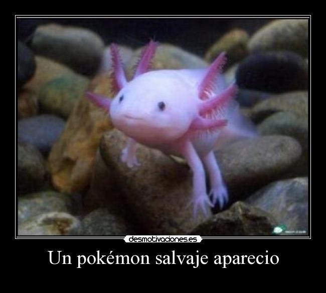 Un pokémon salvaje aparecio -