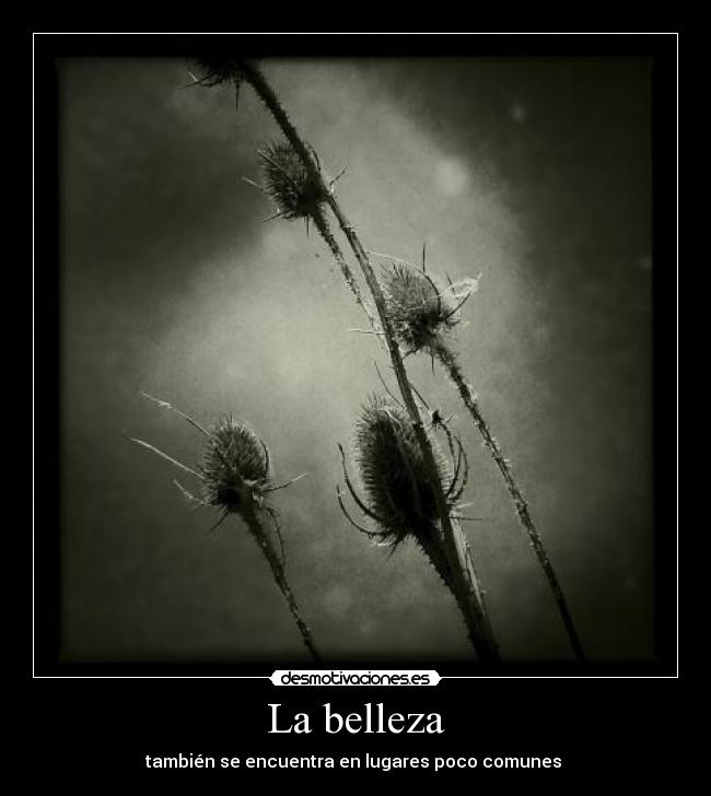 La belleza -