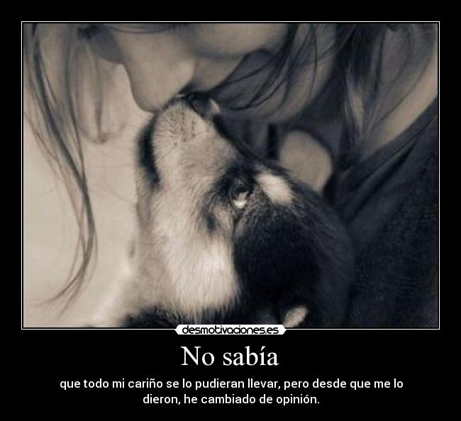 carteles saber carino mascota opinion cambiar michinina1 desmotivaciones
