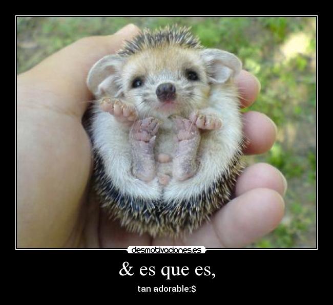 & es que es, - tan adorable:$