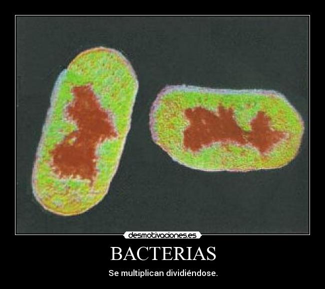 BACTERIAS - Se multiplican dividiéndose.