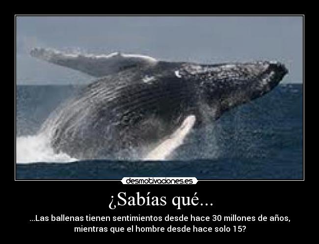 ¿Sabías qué... - ...Las ballenas tienen sentimientos desde hace 30 millones de años,
mientras que el hombre desde hace solo 15?