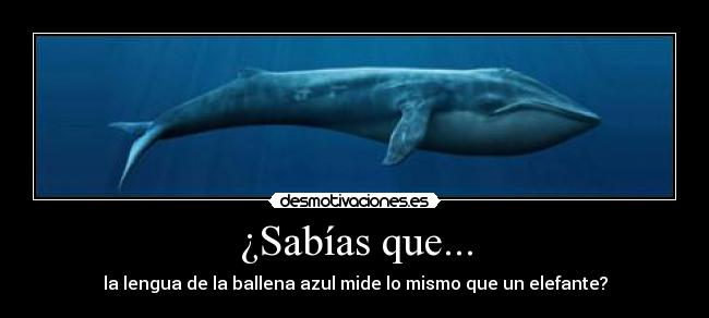 ¿Sabías que... - la lengua de la ballena azul mide lo mismo que un elefante?