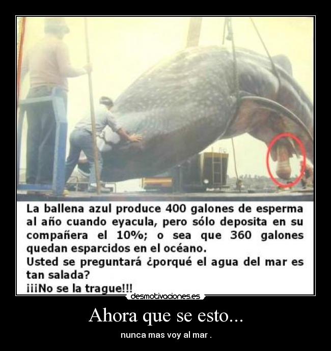 Ahora que se esto... - nunca mas voy al mar .