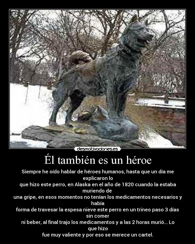 Él también es un héroe - Siempre he oído hablar de héroes humanos, hasta que un día me explicaron lo
que hizo este perro, en Alaska en el año de 1820 cuando la estaba muriendo de 
una gripe, en esos momentos no tenían los medicamentos necesarios y había
forma de travesar la espesa nieve este perro en un trineo paso 3 días sin comer
ni beber, al final trajo los medicamentos y a las 2 horas murió... Lo que hizo
fue muy valiente y por eso se merece un cartel.